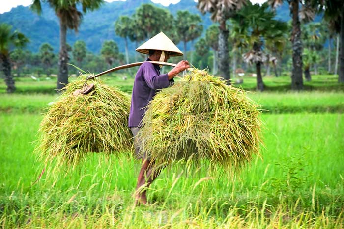 Vietnam en janvier et févriers rizières sud